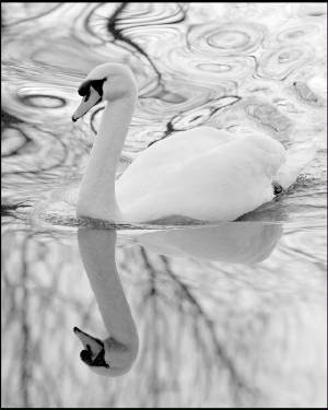 swan.jpg