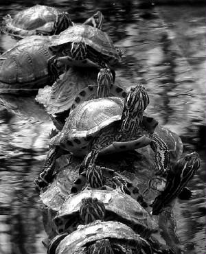 turtles.jpg
