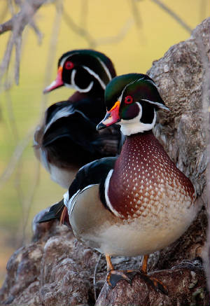 woodducks.jpg