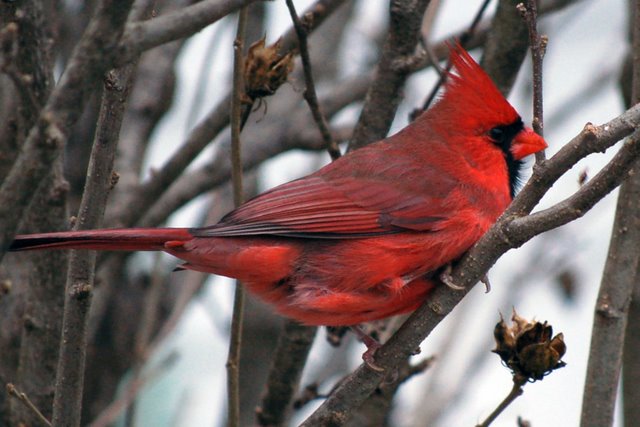 cardinal.jpg