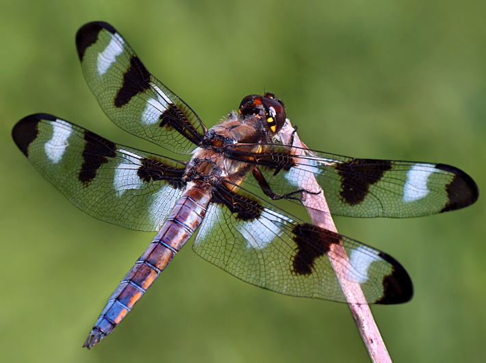 dragonfly.jpg