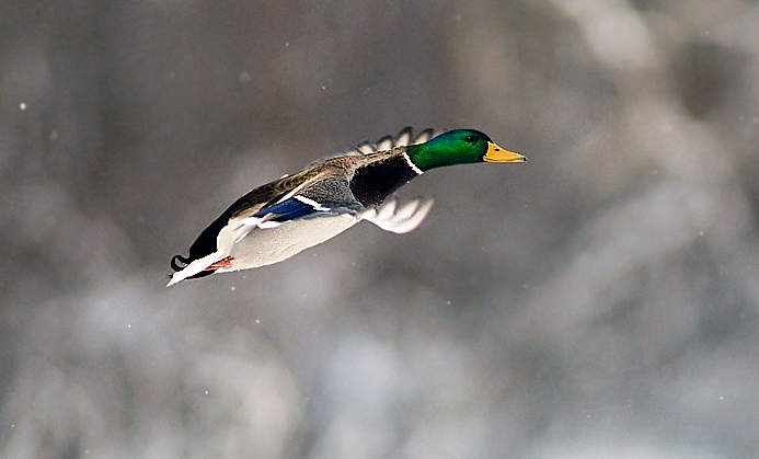 duckinflight.jpg