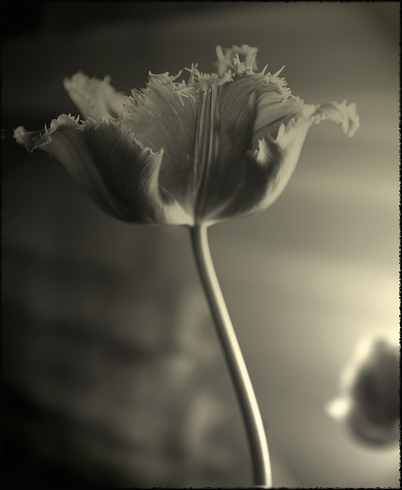 flower.jpg