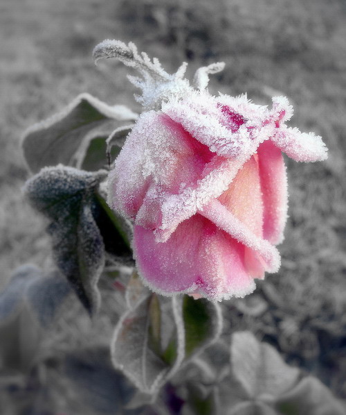 icedrose.jpg