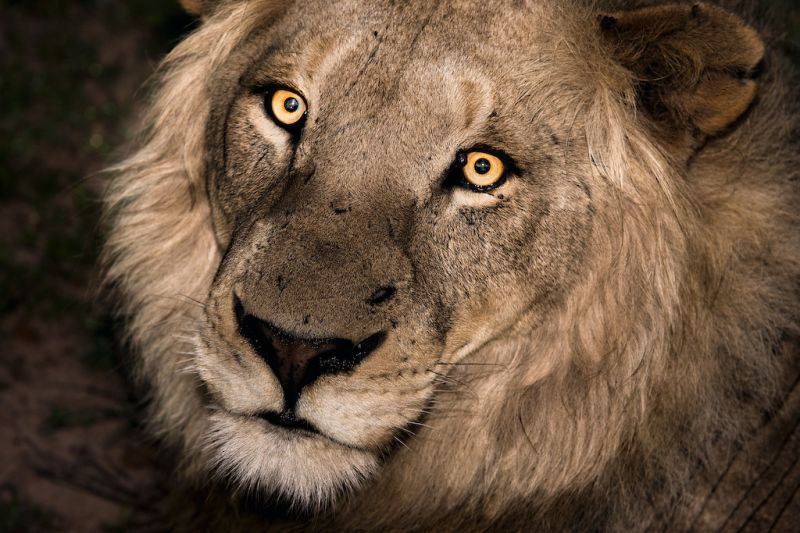 lion.jpg